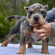 Available American Bully puppies for rehoming Florida Ridge
