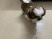 Shitzu puppy for sale Bengaluru