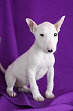 Amazing Bull-terrier puppies. Providence
