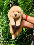 Golden retriever puppy Greater Noida