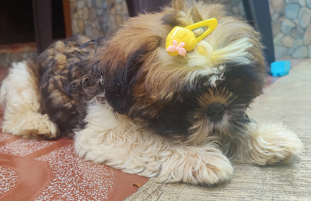 Shih Tzu puppy in India, Negotiable, Ad №76902 - Yonfi.com