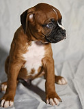 These Boxer puppies are ready Cardiff