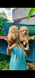 Puppies for sale 1 male and 1 female Chennai