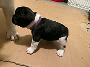 French bulldog puppies available Miami