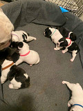 French bulldog puppies available Miami