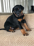 Doberman Pinscher puppies available for adoption Whitehorse