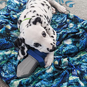 We have a Male and Female Dalmatian beautiful puppies Adelaide