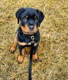 Beautiful Rottweiler puppy available boy and girl San Fernando
