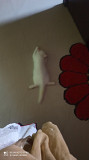 White male Persian kitten. Siwan