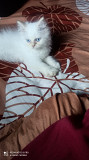 White male Persian kitten. Siwan