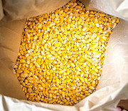 Yellow Maize from Kisumu