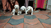 Labrador Puppies For sale Kottayam