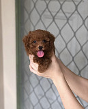 Beautiful Toy Poodles for you from Abu Dhabi