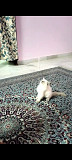 Pure Persian cat kitten Hyderabad
