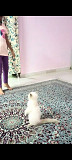 Pure Persian cat kitten Hyderabad