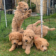 Health registered Toy Poodle Puppies available from Sacramento