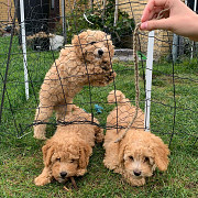 Health registered Toy Poodle Puppies available from Sacramento