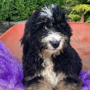 Male • 17 weeks Bernedoodle come pick me up for fun price I'm ready today New York City