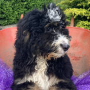 Male • 17 weeks Bernedoodle come pick me up for fun price I'm ready today New York City