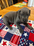 Home Raised Great Dane Puppies For Your Lovely HOme Trenton