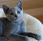 Hypoallergenic rusian blue kittens for sale from San Angelo