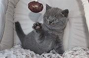 British Shorthair Kittens whatsapp me at:( +44-7466-568-703 ) London