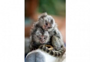 Marmoset Monkeys for sale ...whatsapp/viber only:( +63-945-546-4913 ) Manila