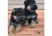 Cute German Shepherd puppies Whatsapp/Viber:(+63-945-546-4913) from San Fernando