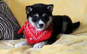 Shiba Inu Puppies Viber/Whatsapp:(+63-945-546-4913) from Legaspi