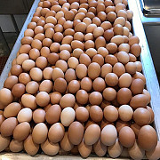 Fresh Chicken Eggs available wholesale Nakhon Sawan