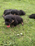 Rottweiler puppies from Dehra Dun