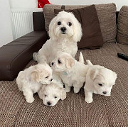 Maltese puppies available male & female from Subic