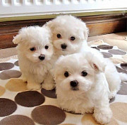 Maltese puppies available male & female from Subic