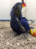 ✅❤️Beautiful baby and Adult Hyacinth Macaws for sale Kota Kinabalu