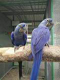 ✅❤️Beautiful baby and Adult Hyacinth Macaws for sale Kota Kinabalu