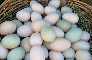 Fertile Parrot eggs and Incubator for sale whats-app +447361628210 Kota Kinabalu