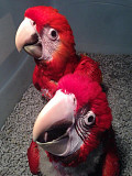 Ara chloropterus Green winged Macaws Parrots for sale whatsapp +447361628210 Kota Kinabalu