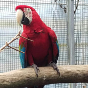 Ara chloropterus Green winged Macaws Parrots for sale whatsapp +447361628210 Kota Kinabalu