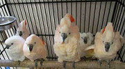 Moluccan Salmon crested cockatoo Cacatua moluccensis Parrots for sale whatsapp +447361628210 Kota Kinabalu