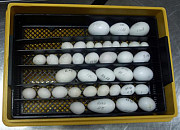 Fertile Parrot eggs and Incubator for sale what's-app +447361628210 from Kota Kinabalu
