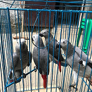 African grey parrot birds Psittacus erithacus for sale contact what's-app +447361628210 from Kota Kinabalu