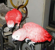 Red Factor African Grey Psittacus erithacus for sale from Kota Kinabalu