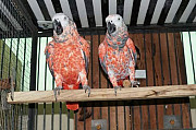 Red Factor African Grey Psittacus erithacus for sale from Kota Kinabalu
