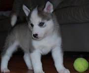Amazing male and female Husky puppies Perth