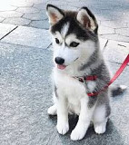 Amazing male and female Husky puppies Melbourne