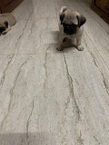 PUG PUPPIES AVAILABLE FOR SALE Chennai