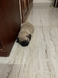 PUG PUPPIES AVAILABLE FOR SALE Chennai