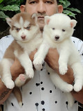 Siberian husky red and white blue eyes female puppy available from Pune