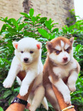 Siberian husky red and white blue eyes female puppy available from Pune