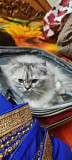 Female kittens for sale Bengaluru